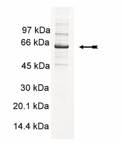 Eurofins DiscoverX PDGFR (550-end, V561D) Protein, Active 250 &mu;g | Buy Online | Eurofins DiscoverX | Fisher Scientific